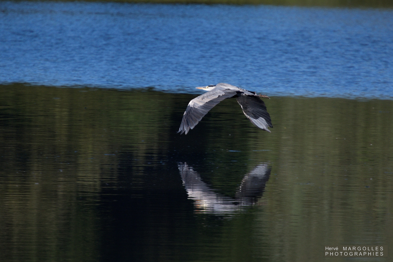 Heron cendre-01.jpg